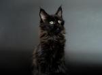 Nefertiti Reserved - Maine Coon Cat For Sale - NY, US