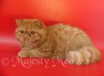 Marselle - Exotic Cat For Sale - Yucca Valley, CA, US