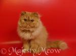 Portos - Persian Cat For Sale - Yucca Valley, CA, US