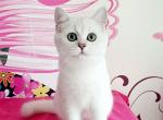 Elvis British - British Shorthair Cat For Sale - Hollywood, FL, US