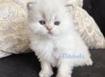 British colorpoint kitten - British Shorthair Cat For Sale - Thornton, CO, US