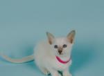 Female - Balinese Cat For Sale - Jordanville, NY, US