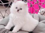 Solomiya - Scottish Straight Cat For Sale - Charlottesville, VA, US