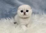 Dylan - Scottish Fold Cat For Sale - Vancouver, WA, US