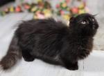 Hershey Scottish kilt - Munchkin Cat For Sale - Omaha, NE, US