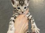 Silver bengal boy 2 - Bengal Cat For Sale - WA, US