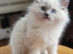 Blue mitted - Ragdoll Cat For Sale - Farmville, VA, US