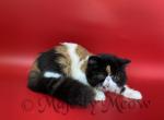 Jesica - Exotic Cat For Sale - Yucca Valley, CA, US