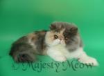 Eva - Persian Cat For Sale - Yucca Valley, CA, US