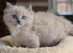Blue mink mitted - Ragdoll Cat For Sale - Farmville, VA, US