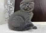 Adele - Scottish Fold Cat For Sale - Hollywood, FL, US