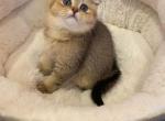 Simba - Scottish Fold Cat For Sale - Renton, WA, US