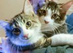 Male Main Coon Kitten Twins - Maine Coon Cat For Sale - Ann Arbor, MI, US