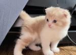 Orange Cream Boy Kitten - Scottish Fold Cat For Sale - Jobstown, NJ, US