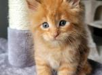 GINGER - Maine Coon Cat For Sale - Pensacola, FL, US