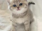 British shorthair Scottish straight kitten - British Shorthair Cat For Sale - Athens, GA, US