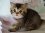 Scottish fold and straight - Scottish Fold Cat For Sale - Nicholasville, KY, US