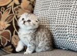 Mia - Scottish Fold Cat For Sale - Nicholasville, KY, US