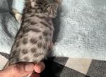 F4 Savannahs - Savannah Cat For Sale - Los Angeles, CA, US