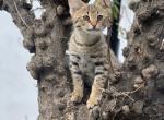 F1 exotic Savannah - Savannah Cat For Sale - Los Angeles, CA, US