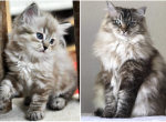 Unknown - Ragdoll Cat For Sale - Niles, OH, US