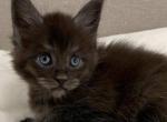 Conon - Maine Coon Cat For Sale - Miami, FL, US