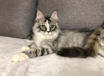 Avita - Maine Coon Cat For Sale - Miami, FL, US