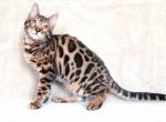 Xander - Bengal Cat For Sale - Norwalk, CT, US