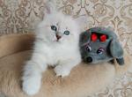 Salvatore - Siberian Cat For Sale - Norwalk, CT, US