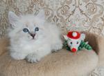 Dzhon Gilbert - Siberian Cat For Sale - Norwalk, CT, US