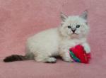 Dana Lilian - Siberian Cat For Sale - Norwalk, CT, US