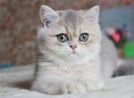 Ivetta - British Shorthair Cat For Sale - Norwalk, CT, US