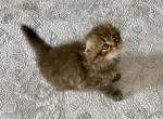 Cyrious Dexter Darling - Scottish Fold Cat For Sale - Santa Cruz, CA, US