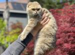 Betty Scottish Fold - Scottish Fold Cat For Sale - Sacramento, CA, US