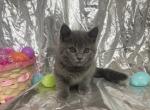 Ash - Ragamuffin Cat For Sale - Ava, MO, US