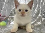 Scout - Munchkin Cat For Sale - Ava, MO, US