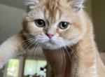 Science straight golden - Scottish Straight Cat For Sale - Houston, TX, US