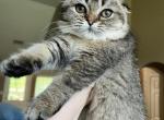 Scottish fold wild color - Scottish Fold Cat For Sale - Houston, TX, US