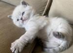 Peet 2 aka Dumpling - Munchkin Cat For Sale - Denver, CO, US