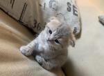 Peet 3 aka Mavis - Munchkin Cat For Sale - Denver, CO, US