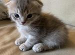 Peet 1 aka Marki - Munchkin Cat For Sale - Denver, CO, US