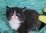 Oreo - Scottish Straight Cat For Sale - New York, NY, US