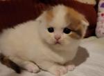 Luna - Scottish Fold Cat For Sale - New York, NY, US