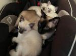 Two Seal Point Male Kittens - Siamese Cat For Sale - Thousand Oaks, CA, US