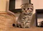 Nusha - Scottish Fold Cat For Sale - Philadelphia, PA, US