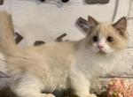 Lillys Bicolor boy - Ragdoll Cat For Sale - Salem, OR, US