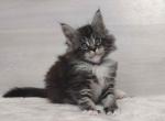 Ocean - Maine Coon Cat For Sale - Hollywood, FL, US