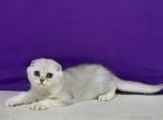 Emilia - Scottish Fold Cat For Sale - Hollywood, FL, US