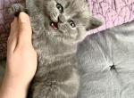 British Shorthaired - British Shorthair Cat For Sale - Woodland Park, CO, US