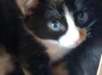 Calico Manx Female 3 - Manx Cat For Sale - Mokelumne Hill, CA, US